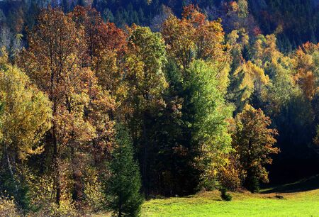 GOZD PODSLIVNICA 05 FOTO LJUBO VUKELIČ