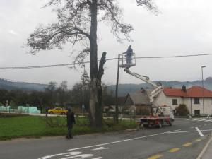  odstranitev lipe - Vir: Občina Cerknica 20.11.2012