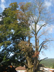 Sanacija lipe na Uncu