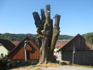 Sanacija lipe na Uncu